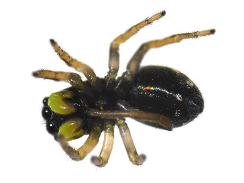 Heliophanus cupreus